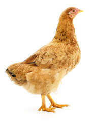 Brown hen isolated.