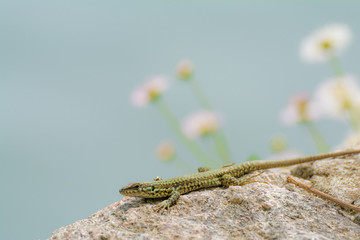 Smaragdeidechse am Lago Maggiore, Italien