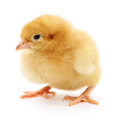 Obraz premium Small yellow chicken.