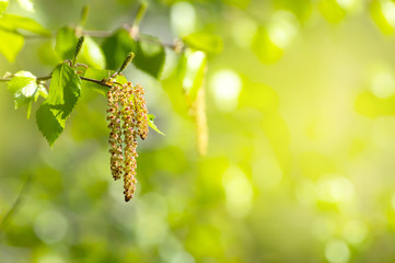 Spring background with branch of birch with catkins in sunshine