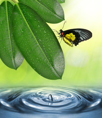 Fototapeta na wymiar Dewy leaves of Ficus elastica and butterfly above the water level