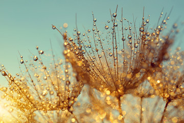 Fototapeta premium Zroszony kwiat mniszka lekarskiego o wschodzie słońca z bliska