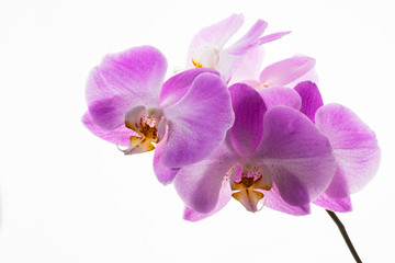 Phalaenopsis orchids branch on white background