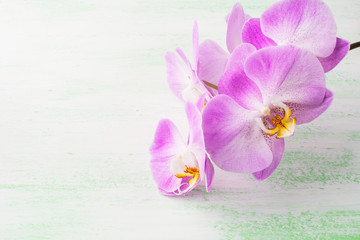 Pink phalaenopsis orchids branch