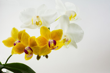 Yellow and white phalaenopsis orchids on white background