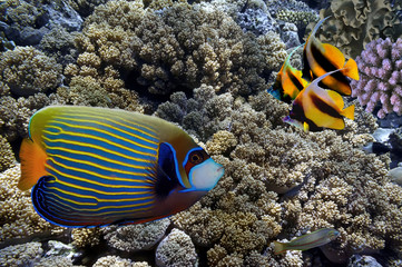 Fototapeta na wymiar Tropical fish and Hard corals in the Red Sea, Egypt