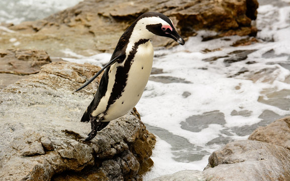 African penguin starting to take off on its jump