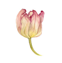 watercolor pink tulip