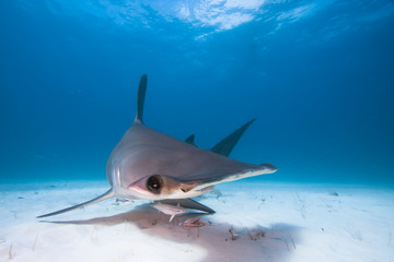 Great hammerhead shark