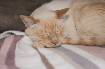 Fototapeta na wymiar ginger cat sleeping on plaid