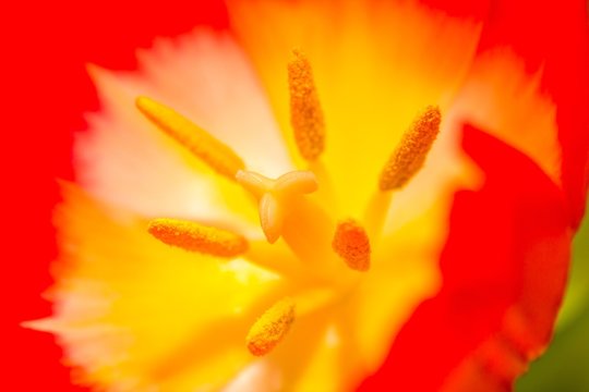 Close up of part of tulip flower