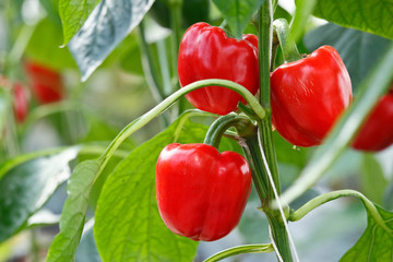Red bell pepper (sweet pepper) on the pepper tree - Powered by Adobe