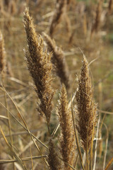 Autumn spike grass