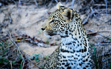 Fototapeta na wymiar Head and shoulders of a one year old Leopard cub