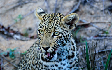 Head shot of a one year old Leopard cub