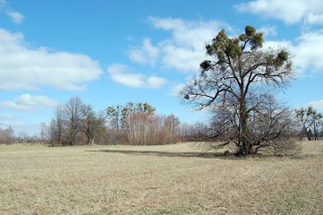 Drzewo na polu © darekb22