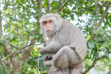 Naklejka premium Formosan macaques eat banana(taiwan monkey) 