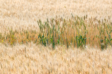 Premature and mature wheat plant in wheat field