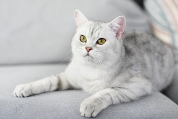 Fototapeta na wymiar Lovely cat with gray-white hair on sofa