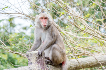 Formosan macaques Looks into the distance(taiwan monkey)
