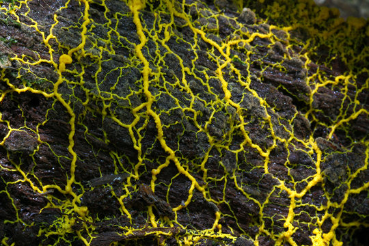 Slime mold / slime mould (physarum sp) on the decay log