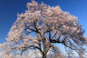 一本桜 / 満開の一本桜をフレーム一杯に撮影