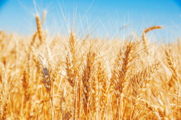 Fototapeta premium Gold wheat field and blue sky