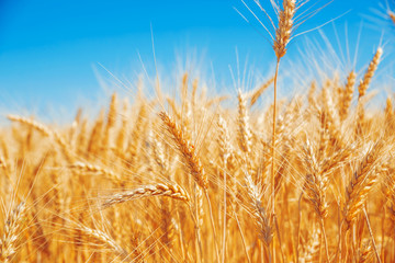 Fototapeta premium Gold wheat field and blue sky