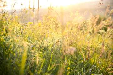 Obraz na płótnie Canvas Beautiful rural landscape with sunrise over a meadow. Soft focus