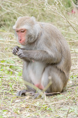 Formosan macaques eat banana(taiwan monkey)

