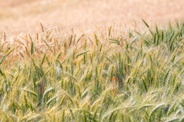 Premature and mature wheat plant in the field