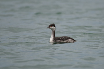 Ohrentaucher (Podiceps auritus)