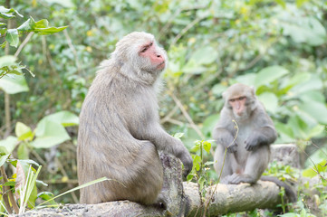 Naklejka na ściany i meble Formosan macaques Looks into the distance(taiwan monkey) 