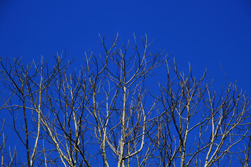 Dry branch of tree with blue sky for pattern