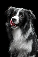 Portrait of a Border Collie on the black background