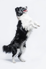 Portrait of a Border Collie on a grey background, rearing up