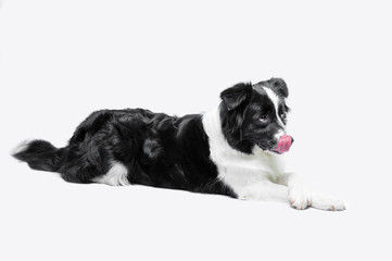 Portrait of a Border Collie on a grey background