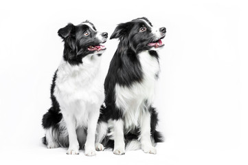 Two border collie sitting on a white background
