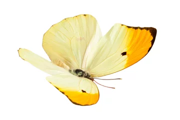 Crédence de cuisine en verre imprimé Papillon Papillon (Anteos Menippe).