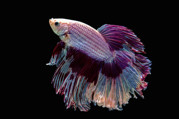 Betta Siamese aquarium fighting fish, black background