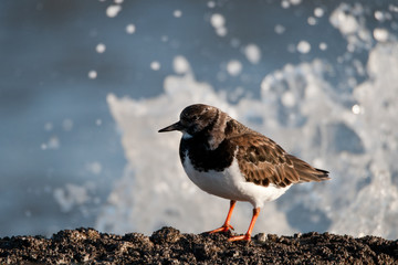 Steinwälzer (Arenaria interpres)