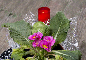 beautiful window plant and candle behind