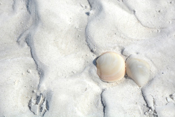 two shells on white sand nature abstract