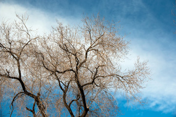 dry branch of old tree under blue sky and clouds
