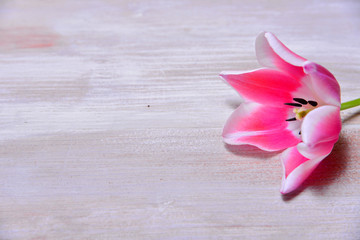 rosa tulpe auf Holzhintergrund