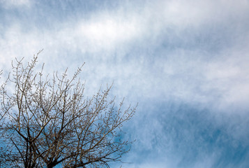 dry branch of old tree under blue sky and clouds
