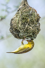 Southern Masked-Weaver in Kruger National park, South Africa