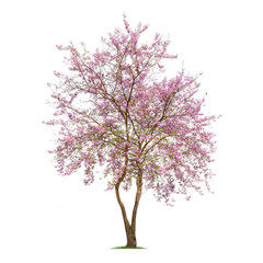 Obraz premium Isolated Lagerstroemia Loudonii tree on white background
