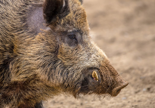 Wildschwein