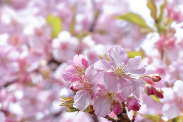 桜の開花イメージ